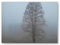 We had to pull over often because of fog in Southern Illinois.