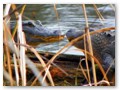 A couple of huge Mississippi alligators look to getting close and personal.