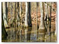 On the way home, we stopped by the Cypress Swamp near the Natchez Trace.