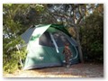 I set up the tent in a tangle of Gulf shrubs and pine needles.