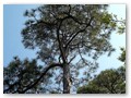 A classic Gulf-area pine.