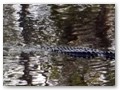 An alligator fishing in the deep water of the canal.