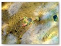 Just another Plum Lake crayfish.
