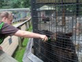 Caty feeding the bear in Minocqua.
