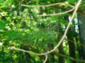 Spiderwebs in Michigan's Lake Superior maple forests.