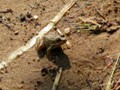 Toad on the beach. The Woodlands is full of toads.