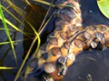 A mysterious decomposing mass of fungus crap in Aurora Lake.