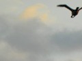 A goose is looking for a place to land on the water before nightfall.
