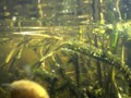 Just below the surface of eutrifying Aurora Lake.
