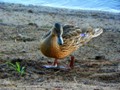There was a family of ducks this year completely unimpressed with the presence of humans.