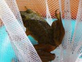 A frog caught alongside the pier.