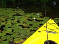 Paddling in Dad Bay looking for big bass.