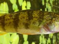 More tiny perch hiding under the pads.