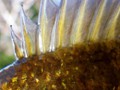 Watch your fingers on the bluegill spines.