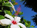 Flowers in the city park near the seawall.