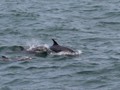 Watching dolphins in the morning as they played by the fishing fleet.