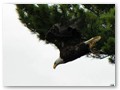 An eagle swoops down for dinner.