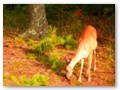 A deer, taken from the boat near the 'Choke' on Plum Lake.