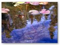 Pads in 'Dad Bay' were sheltering fry of various fish.