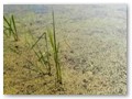 The eutrification process at Aurora proved hospitable to snails.