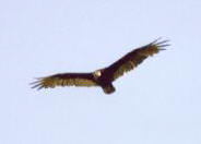 turkey.JPG (2878 bytes)
